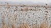 INDIA-KASHMIR-BIRDS